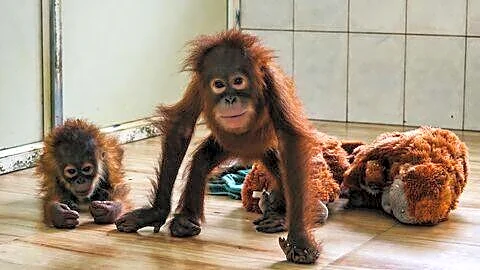 Baby orangutan at Nandankanan Zoo quarantined with fever, condition stable