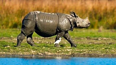 Assam shelters 3,260 1-horned rhinos as 2025 records 0 poaching