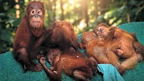 Nandankanan Zoo's 3 rescued orangutans diagnosed with anemia, given supplements