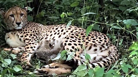 Kuno National Park gets 4 cheetah cubs born to KGP12
