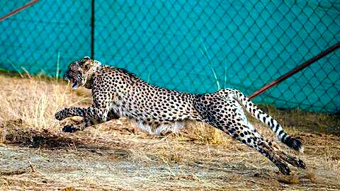 Gaurav, Kuno National Park cheetah, dies, postmortem under way