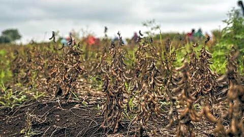 Maharashtra drought prompts farmers to demand early government declaration