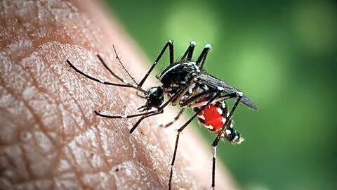 Tamil Nadu logs about 200 dengue cases daily, director assures