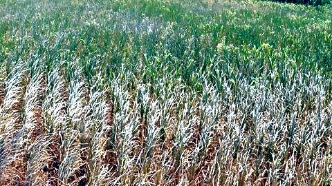 El Nino causes Telangana shortages, chief minister urges crop switch