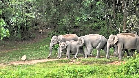 Kerala raises wildlife attack compensation under 100-day action program