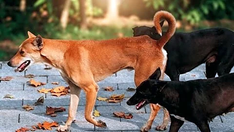 Delhi municipal corporation approves purchase of 98,500 anti-rabies vaccine vials