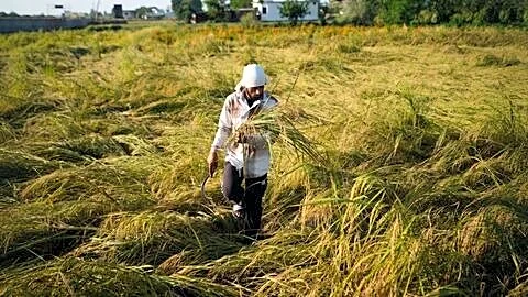 IMD issues orange alert for storms during Punjab paddy harvest