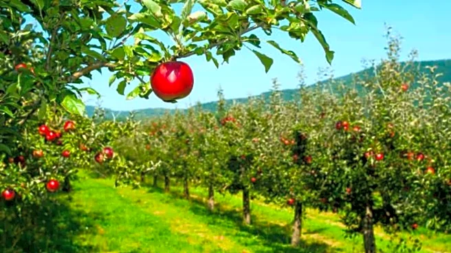 Stunning orchard stays in Uttarakhand: A list