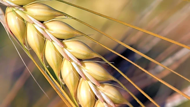 Why Barley deserves a spot in your kitchen again