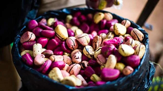 Surprising health benefits of cola nut