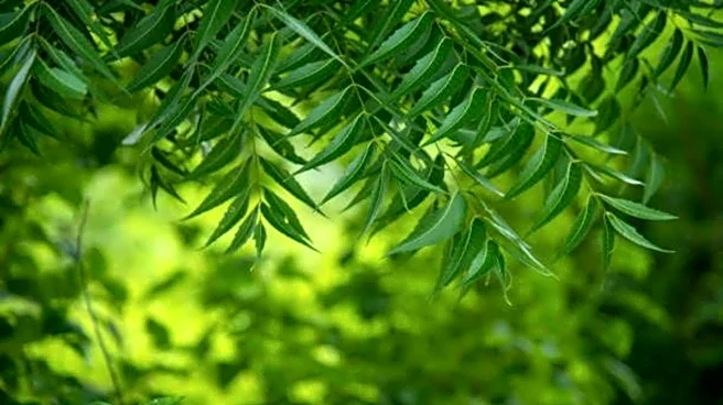 How to use neem for better health