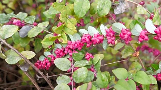 Surprising health benefits of coralberry