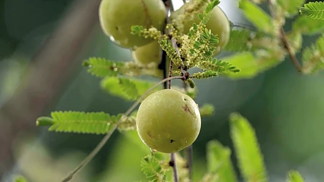 Indian dishes you can make with amla