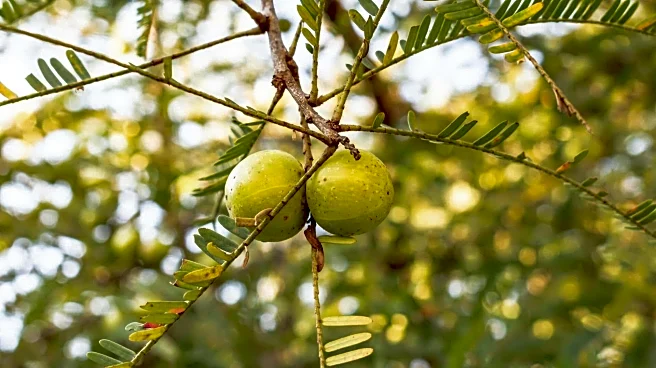 Amla: The tiny fruit that packs a heart-healthy punch