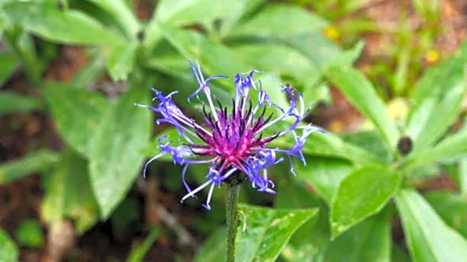 Devil's claw: A herbal remedy for natural wellness