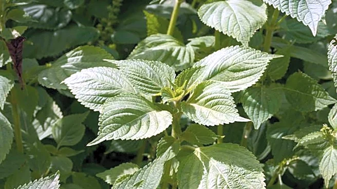 Sesame leaves: Nutrition, culinary uses, and more