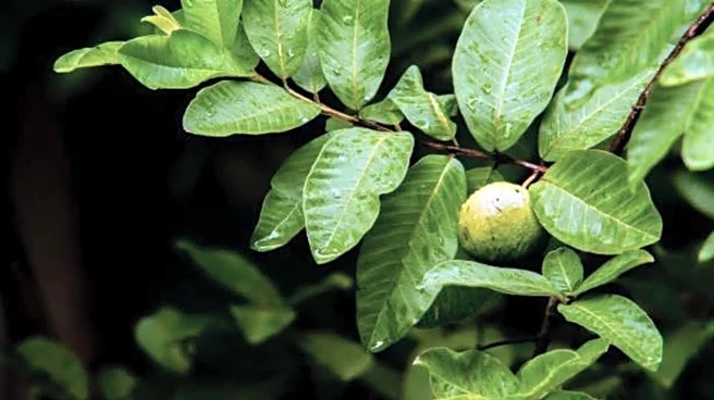 How to use guava leaves in cooking
