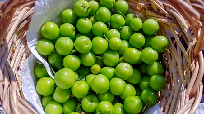 Sour plums: Nutrition, culinary uses, and more