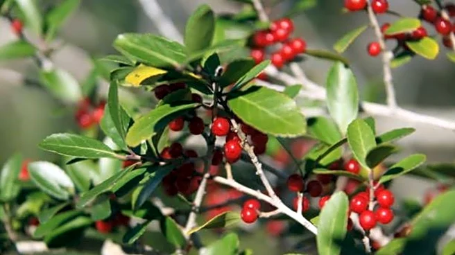 Yaupon berry: A superfood you may not know about