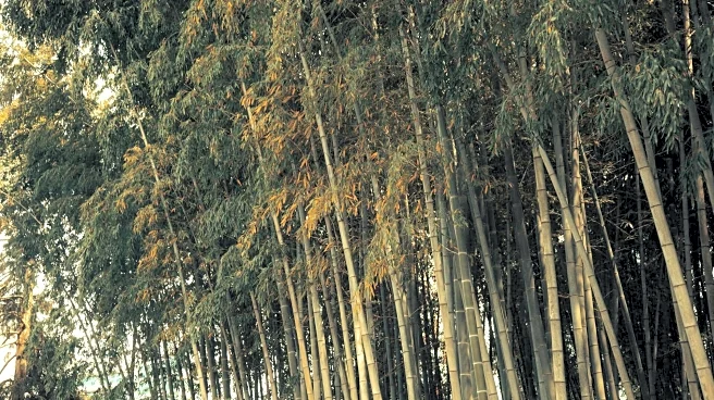 The fascinating journey of bamboo shoots through history