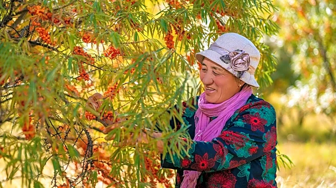 Why sea buckthorn is the superfood your body's been missing