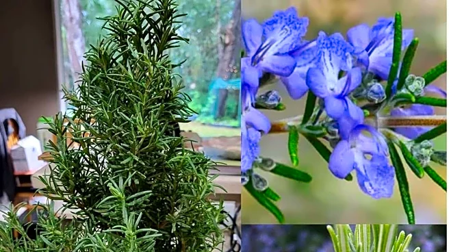 5 surprising benefits of rosemary