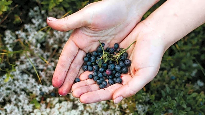 Why bilberry deserves a spot in your daily diet