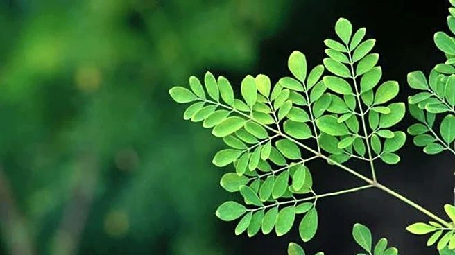 How moringa leaves help you stay hydrated