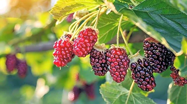 Why you must add mulberries to your daily diet