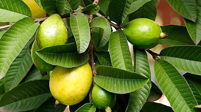 Surprising health benefits of guava leaves