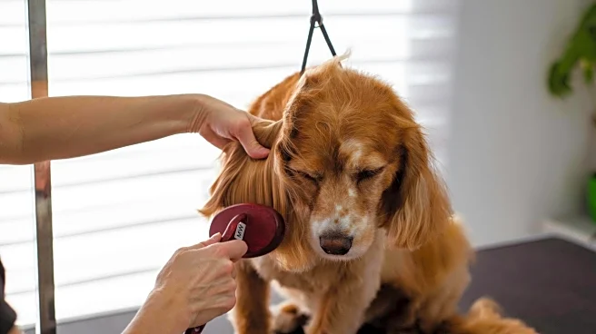 Easy ways to control dog shedding at home