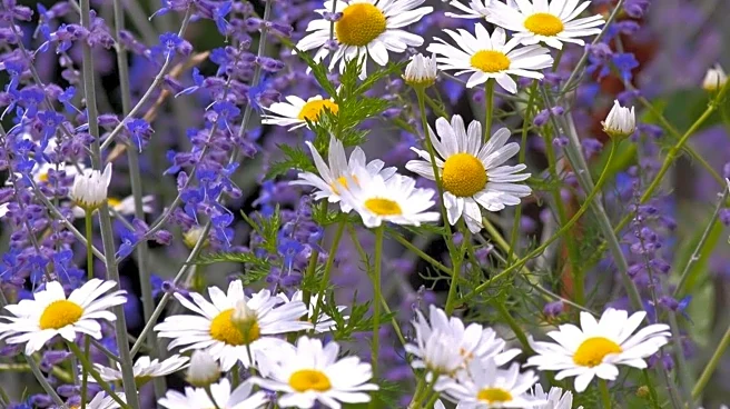 Did you know? These herbs can help you combat anxiety