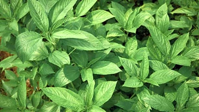 5 health benefits of jute mallow leaves