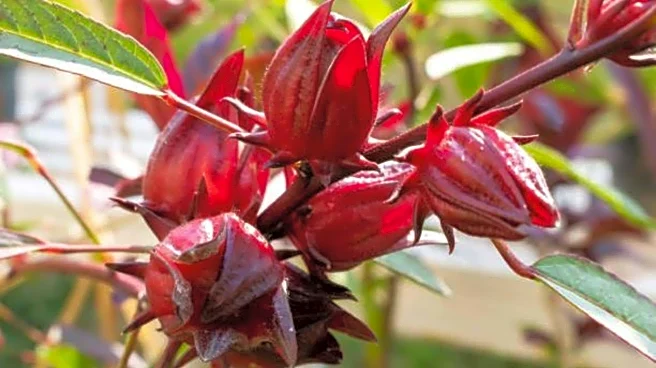 Why you should know about roselle plant
