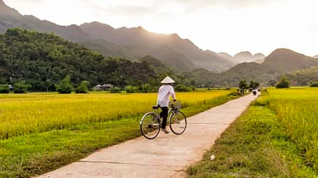 Explore Vietnam's stunning rice fields on a bicycle