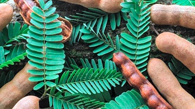How to use tamarind leaves for better health