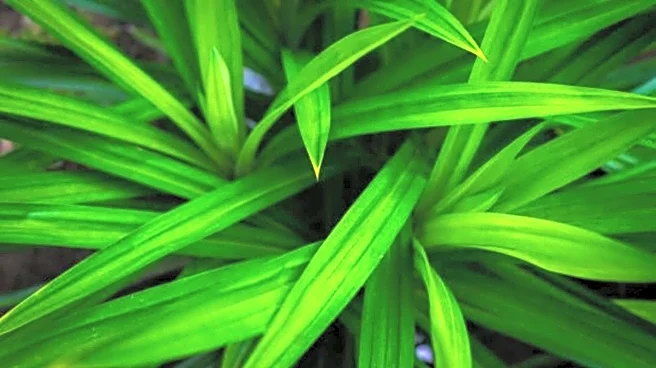 5 health benefits of pandan plant