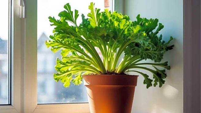 How to grow chicory indoors with hydroponics all year round