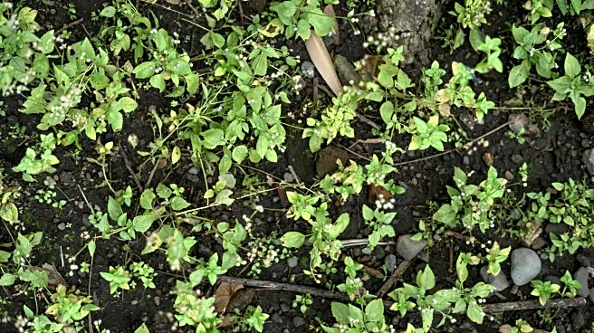 Easy steps to grow purslane indoors for a year-round harvest