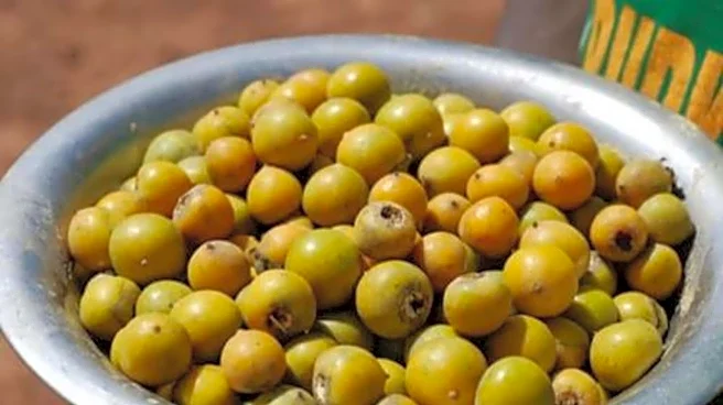 5 health benefits of jackal berry