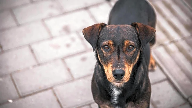 Chemical-free paw cleaning tricks your dog will love