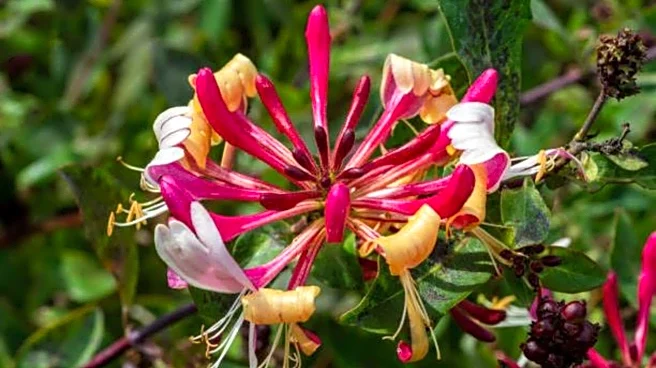 Honeybush plant: 5 amazing health benefits