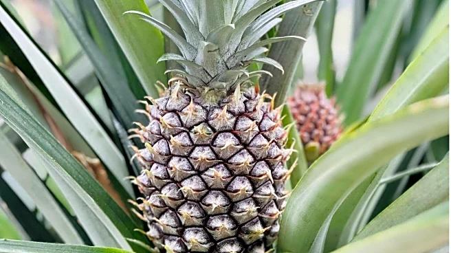 Turn your space into a mini paradise with pineapple sage