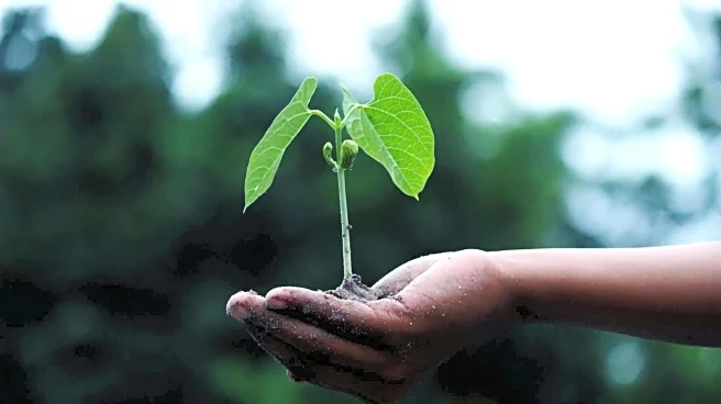 Easy tips to grow cardamom right in your garden