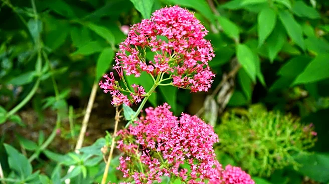 How to grow valerian at home