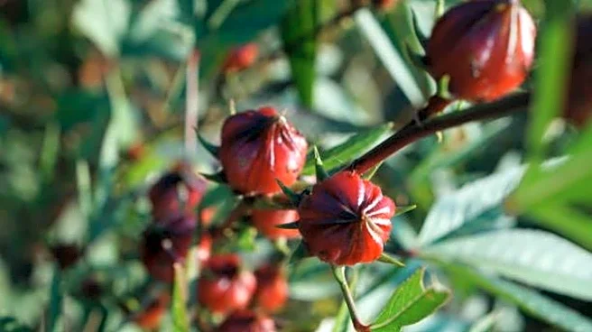 5 health benefits of roselle petals