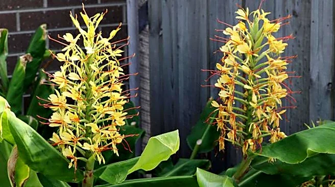 How to use ginger bush in your wellness routine