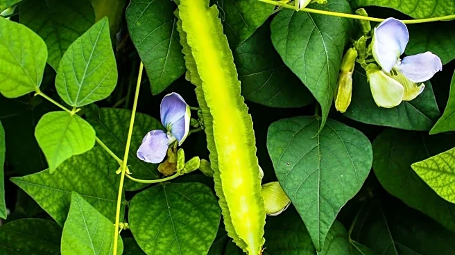 Surprising health benefits of winged beans
