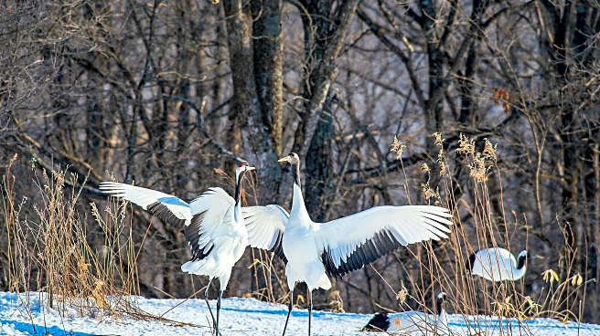 The real story behind Japan's iconic cranes