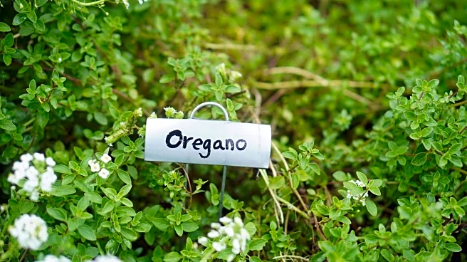 The ultimate guide to growing healthy oregano at home